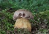 Hřib žlučník hořký (hořčák) (Houby), Tylopilus felleus (Fungi)